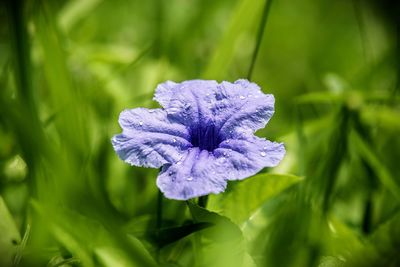 Close-up of purple flowering plant