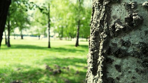 Close-up of tree trunk