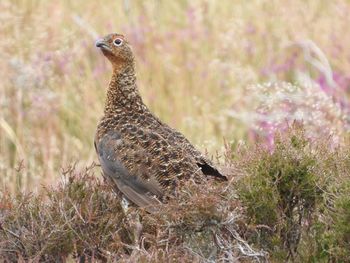 Close-up of a bird perching on a field