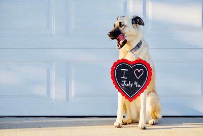 Dog looking away while standing on door