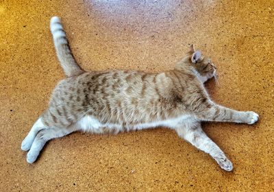 Cat sleeping on bed