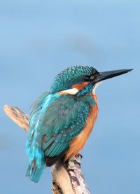 Close-up of bird perching on branch against clear blue sky