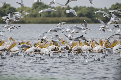 Seagulls flying over sea