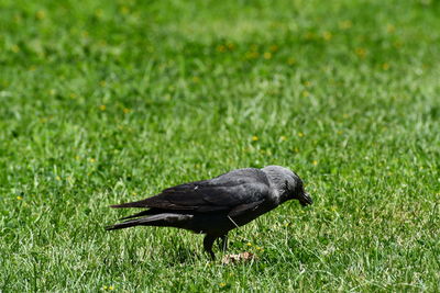 Bird on a field