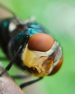 Close-up of housefly