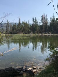 Scenic view of lake in forest against clear sky