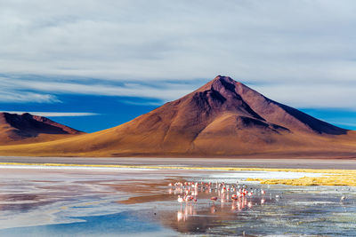 Flamingoes and andean volcano against cloudy sky