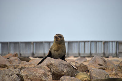 Lizard on rock against clear sky