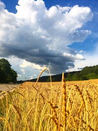 Scenic view of agricultural field against sky