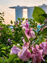Close-up of pink flowering plants