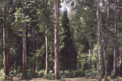 Trees in forest