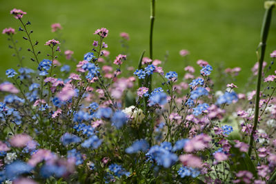 Close-up of purple flowering plants on field