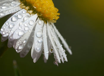 Close-up of water drops on rose flower