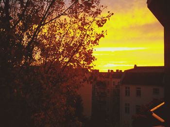 Silhouette of trees at sunset