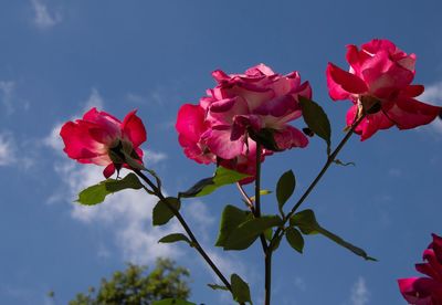 Low angle view of pink flowering plants against sky