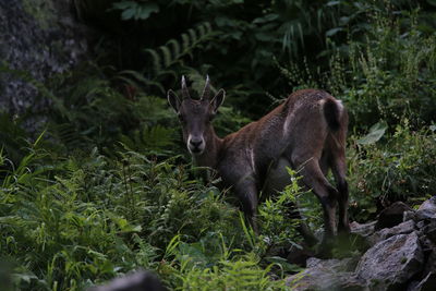 Deer in a forest