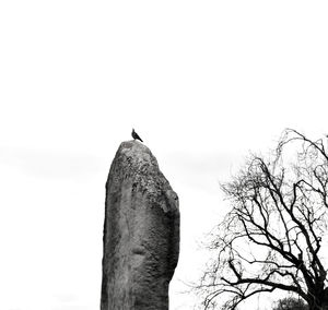 Low angle view of bird perching on tree against sky