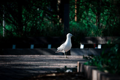 Seagull perching on retaining wall