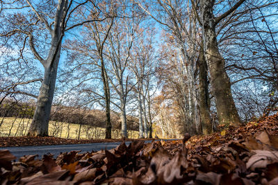 Trees in forest during autumn