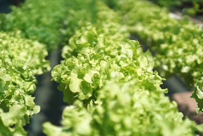 Close-up of fresh green plants