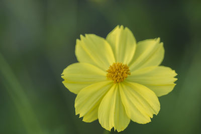 Close-up of yellow flower