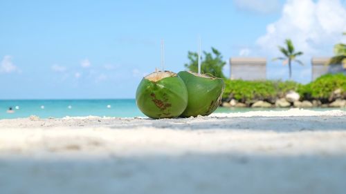 Close-up of green leaf on beach