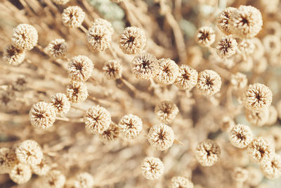 Close-up of flowers growing in winter