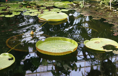 High angle view of lotus water lily in lake