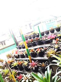 Close-up of potted plants in greenhouse