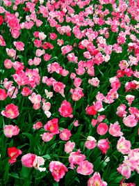 Pink flowers blooming outdoors