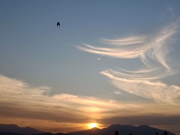 Low angle view of silhouette bird flying in sky