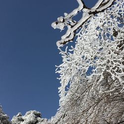 Low angle view of tree against clear blue sky