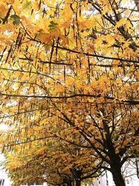 Low angle view of tree against sky