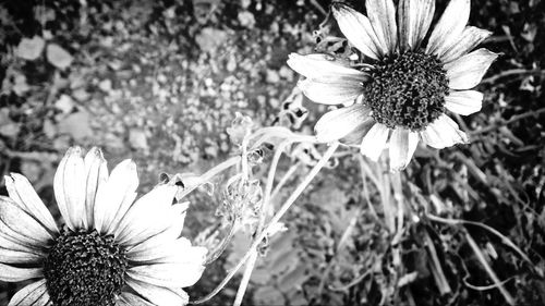 Close-up of flower blooming outdoors