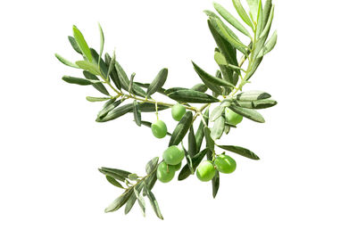 Close-up of leaves against white background