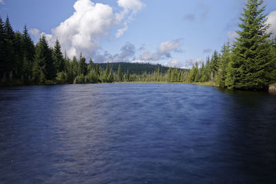 Panoramic view of river amidst trees in forest against sky