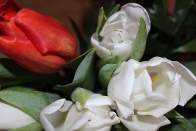 Close-up of white rose flower