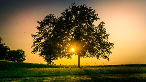 Sunlight streaming through tree on field during sunset