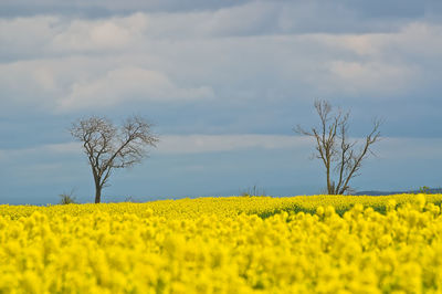 Landscape with colors of the flag of ukraine