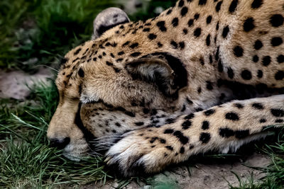 High angle view of a cat sleeping on land