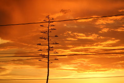 Silhouette plant by cables against sky during sunset