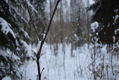 Close-up of frozen plant on snow covered land