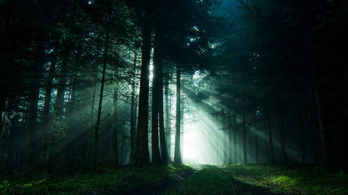 Trees in forest against sky at night