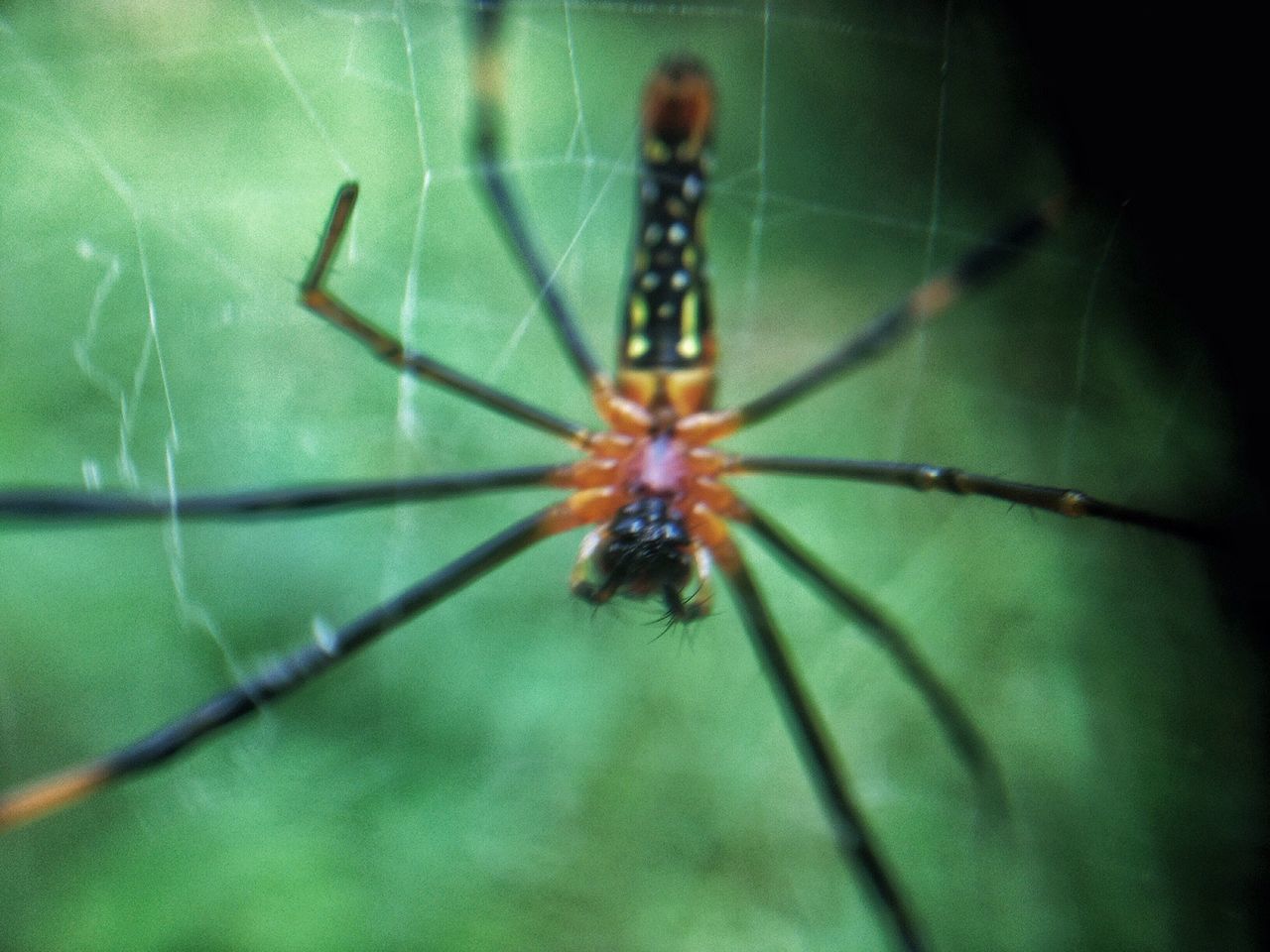 CLOSE-UP OF SPIDER ON WEB OUTDOORS