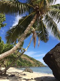 Palm tree by sea against sky