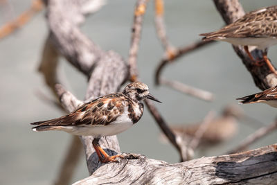 Close-up of bird perching on wood