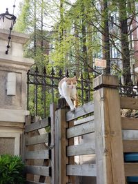 Cat sitting on a tree