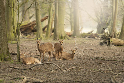 Five wild young deers in the spring sunny forest, klampenborg denmark