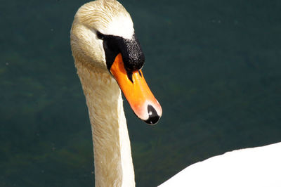 Close-up of swan swimming in lake