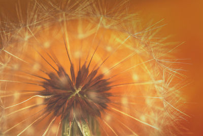 Close-up of dandelion on plant
